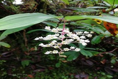 Maianthemum oleraceum